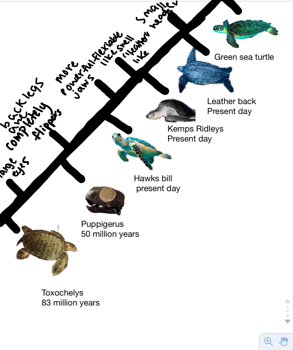 sea turtle evolution